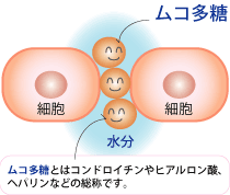 細胞とムコ多糖