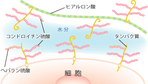 ムコ多糖体